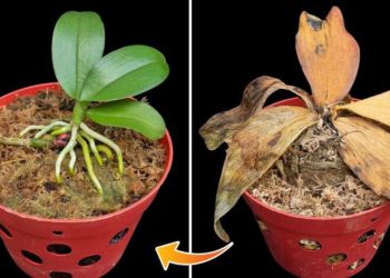 Die kraftvolle Küchenzutat, die Sie für den Anbau aller Arten von Pflanzen benötigen