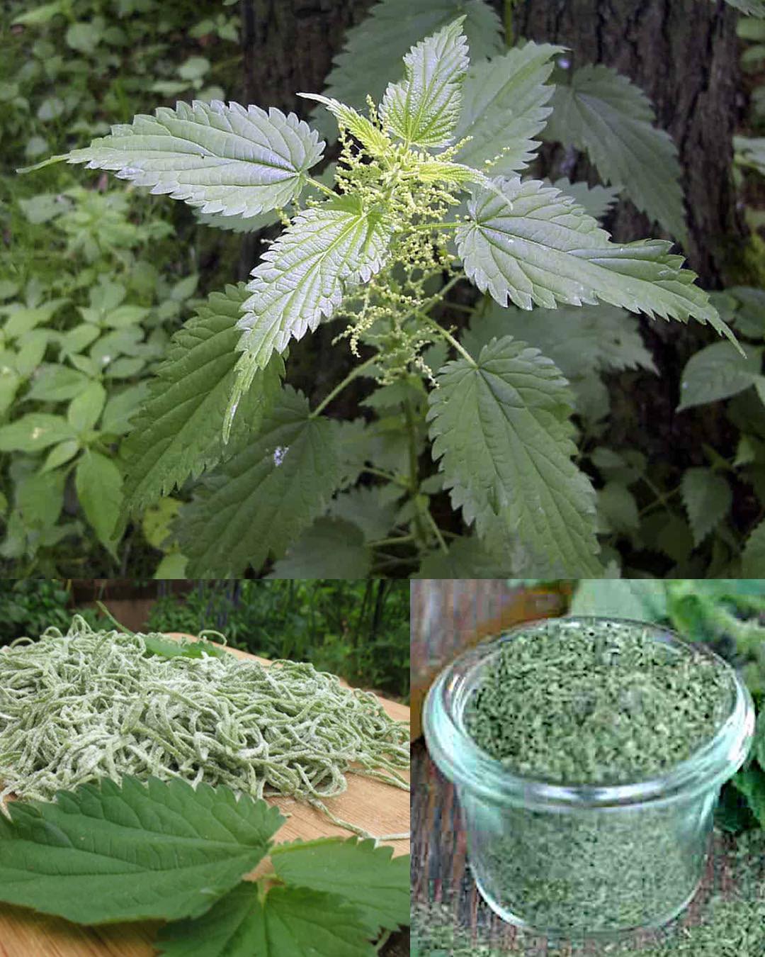 Die medizinischen Wunder der Brennnessel für die Magengesundheit