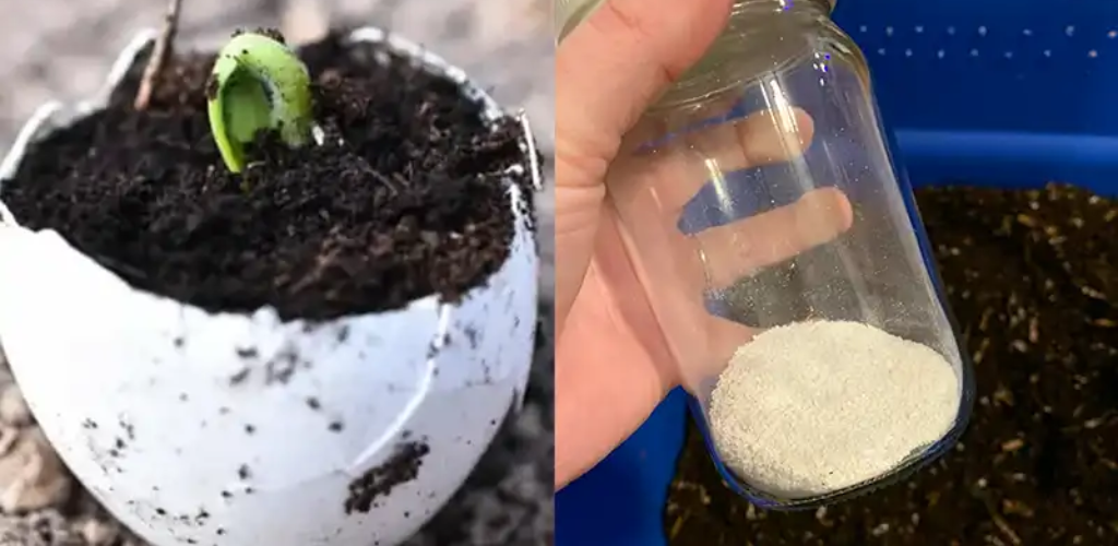 Die meisten Menschen werfen Eierschalen weg, wissen aber nicht, wie wichtig sie sind!