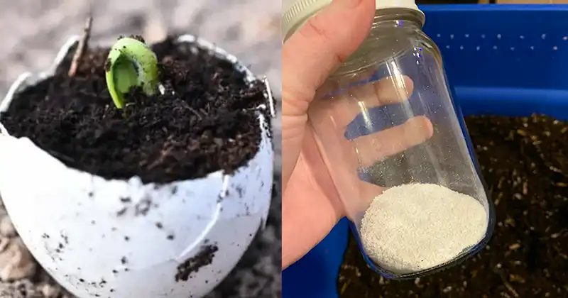 Die meisten Menschen werfen Eierschalen weg, wissen aber nicht, wie wichtig sie sind!