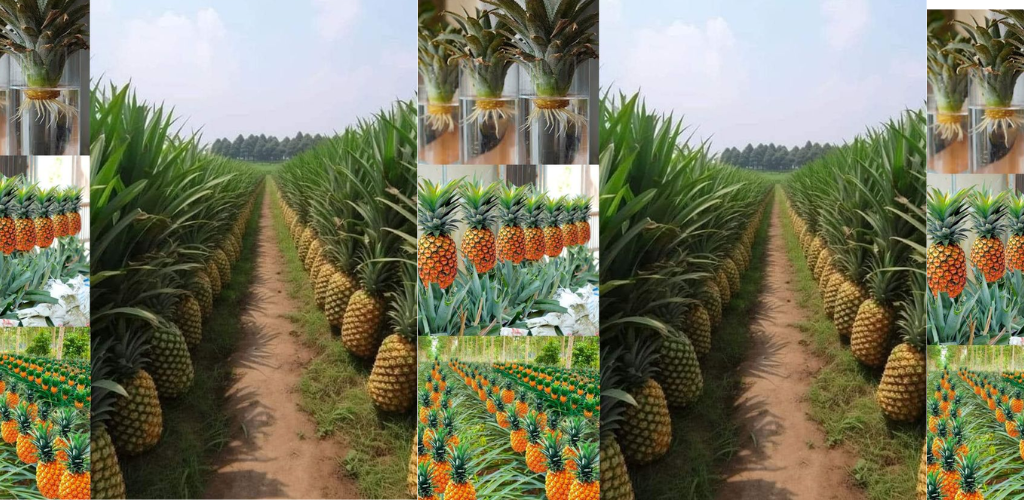 Die süßen Geheimnisse des Anpflanzens, Pflegens und Erntens von Ananas: Tipps und mehr!