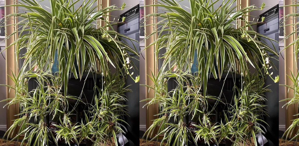 Die widerstandsfähigste Reinigungspflanze für den Innenbereich