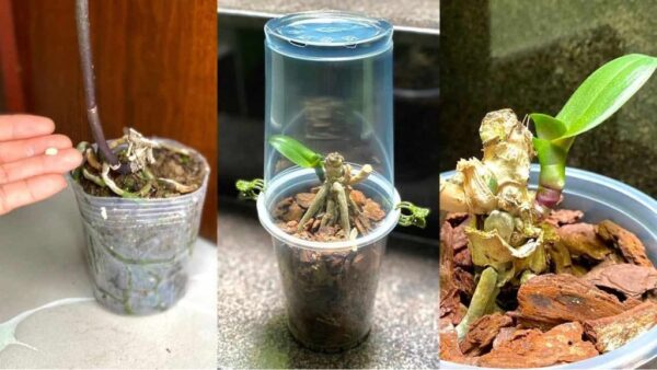 Dies hilft, die Blätter der Orchidee schneller wieder auferstehen zu lassen: wieder gesund