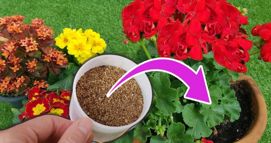 Dies ist der hausgemachte DÜNGER, der Ihre Blumen üppig und farbenfroh macht