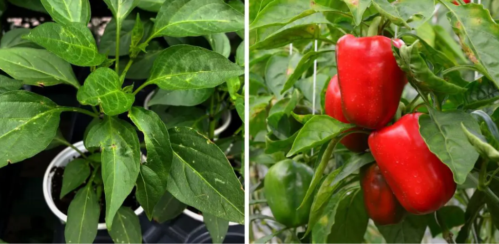 Dies ist die beste Möglichkeit, Paprika im Topf einfach zuzubereiten