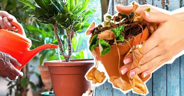 Dies ist laut Gärtnern der größte Fehler, der Pflanzen tötet