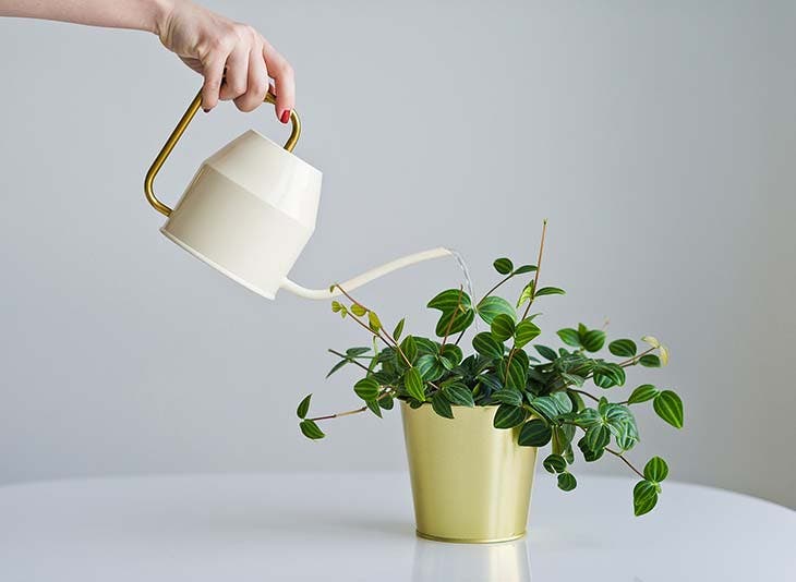 Eine Zimmerpflanze gießen – Quelle: spm
