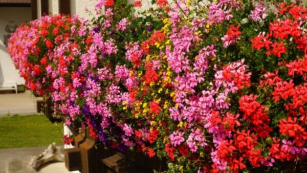 Diese 3 Hausmittel garantieren eine kräftige Blüte der Geranien