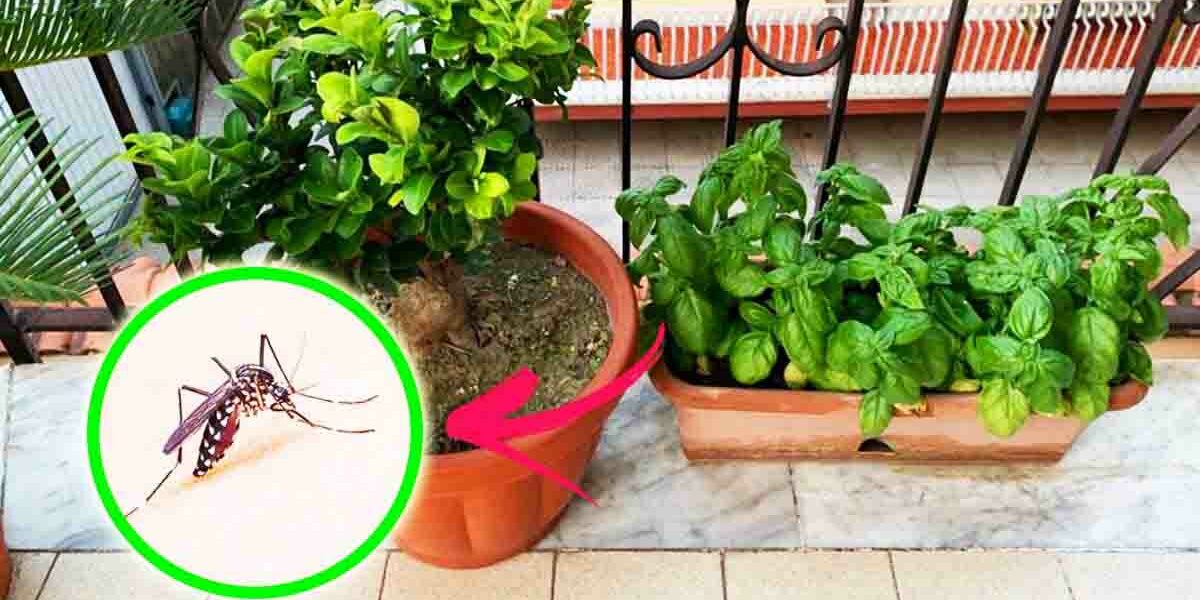 Diese 4 Duftpflanzen vertreiben Mücken von Ihrem Balkon!