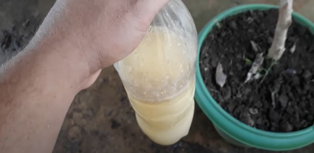 Diese Flüssigkeit bringt Ihre Pflanze auf unglaubliche Weise zum Blühen: 30 Cent reichen aus