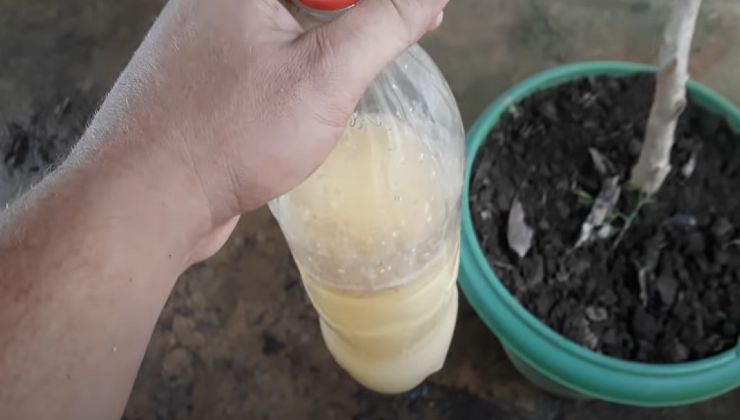 Natürlicher Kürbiskerndünger