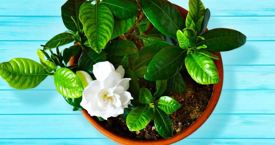 Diese Pflanze verbessert die Schlafqualität und reinigt die Luft. Jetzt ist es an der Zeit, sie zu Hause zu haben