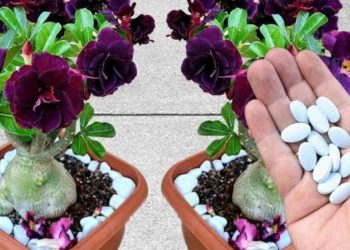 Diese Pille lässt viele Blumen sowohl im Garten als auch auf dem Balkon explodieren