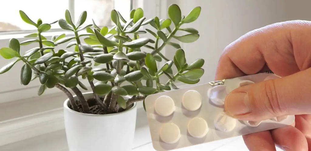 Diese Zutat ist das Geheimnis des Pflanzenanbaus und kostet nichts