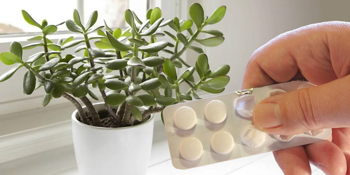 Diese Zutat ist das Geheimnis, um Pflanzen wachsen zu lassen, und sie kostet nichts