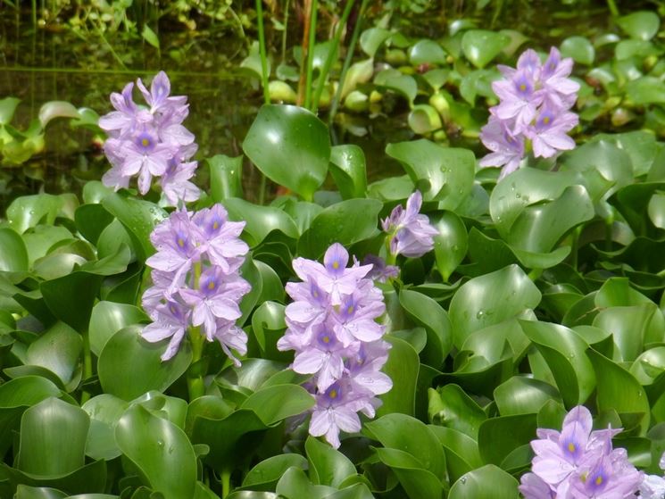 Illegale Pflanze Eichhornia crassipes