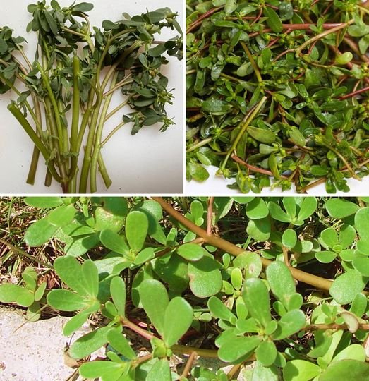 Diese spontan wachsende Pflanze wächst überall und ist ein Konzentrat an Eigenschaften und Vorteilen