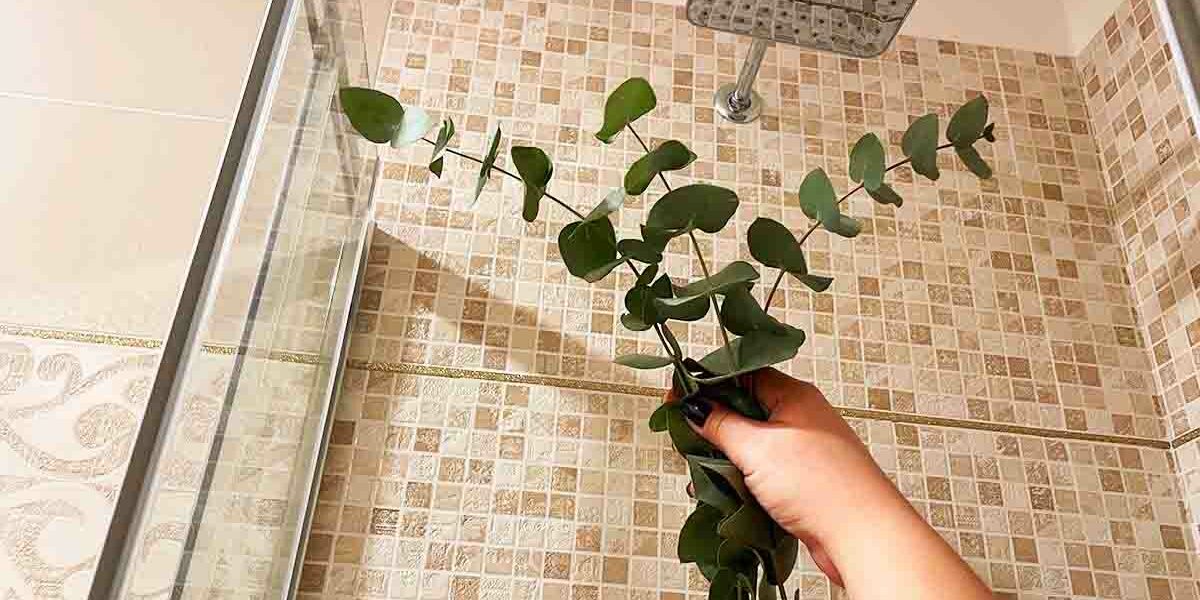 Diesen Tipp auf Basis von Eukalyptus müssen Sie unbedingt kennen, um eine entspannende Dusche zu gewährleisten