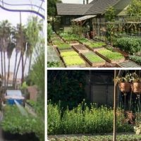 Dieser Bauer erzielt großartige Erträge auf 6 Hektar – er ernährt seine ganze Familie und hat noch genug übrig, um ihn zu verkaufen!