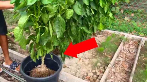 Dieser Trick hat auch Gärtner erobert: 100 % garantiertes Pflanzenwachstum