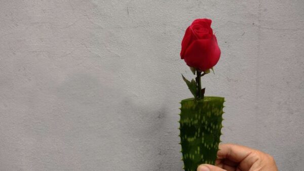 Dieser Trick zum Vermehren von Rosen ist Gold wert: Noch nie zuvor solche Ergebnisse gesehen