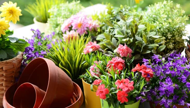 Blumen, starker natürlicher Dünger