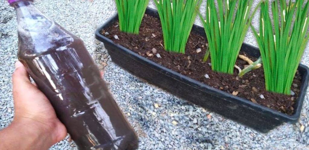 Dieser natürliche Pflanzendünger wird alle Ihre Nachbarn neidisch machen