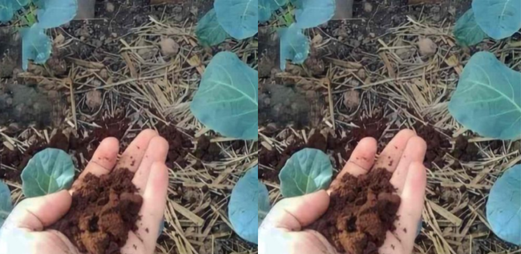 Dieser natürliche Pflanzendünger wird alle Ihre Nachbarn neidisch machen