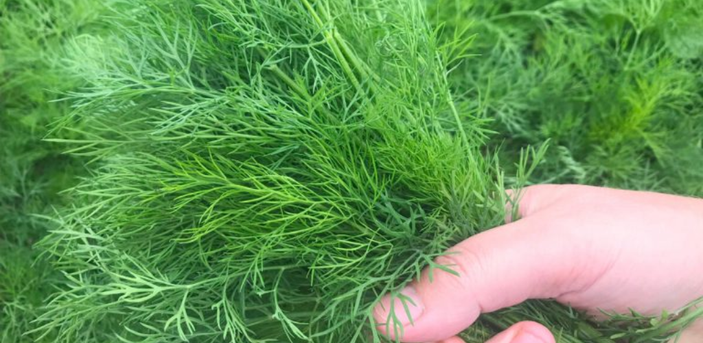 Drei Jahre lang beneidete ich meine Nachbarin, während ich ihren Dill betrachtete, bis sie mir das Geheimnis seines kräftigen Wachstums verriet.