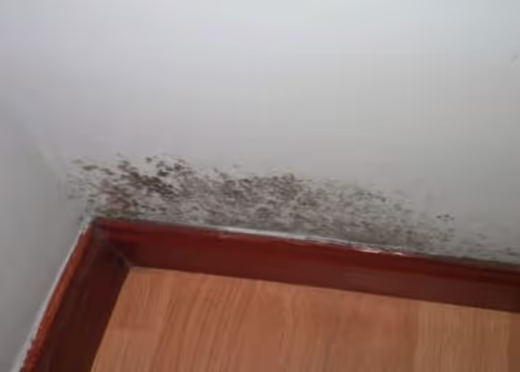 Drei Tipps, um Feuchtigkeit im Haus schnell und dauerhaft zu beseitigen