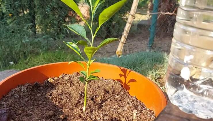 Tropfbewässerungssystem