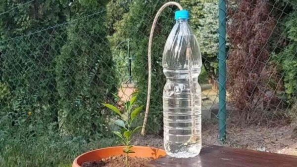 Duschbewässerungssystem, nur Wasser: Sie benötigen 1 Flasche und eine Schnur
