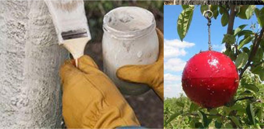 Effektive Strategien für schädlingsfreie Bio-Obstbäume