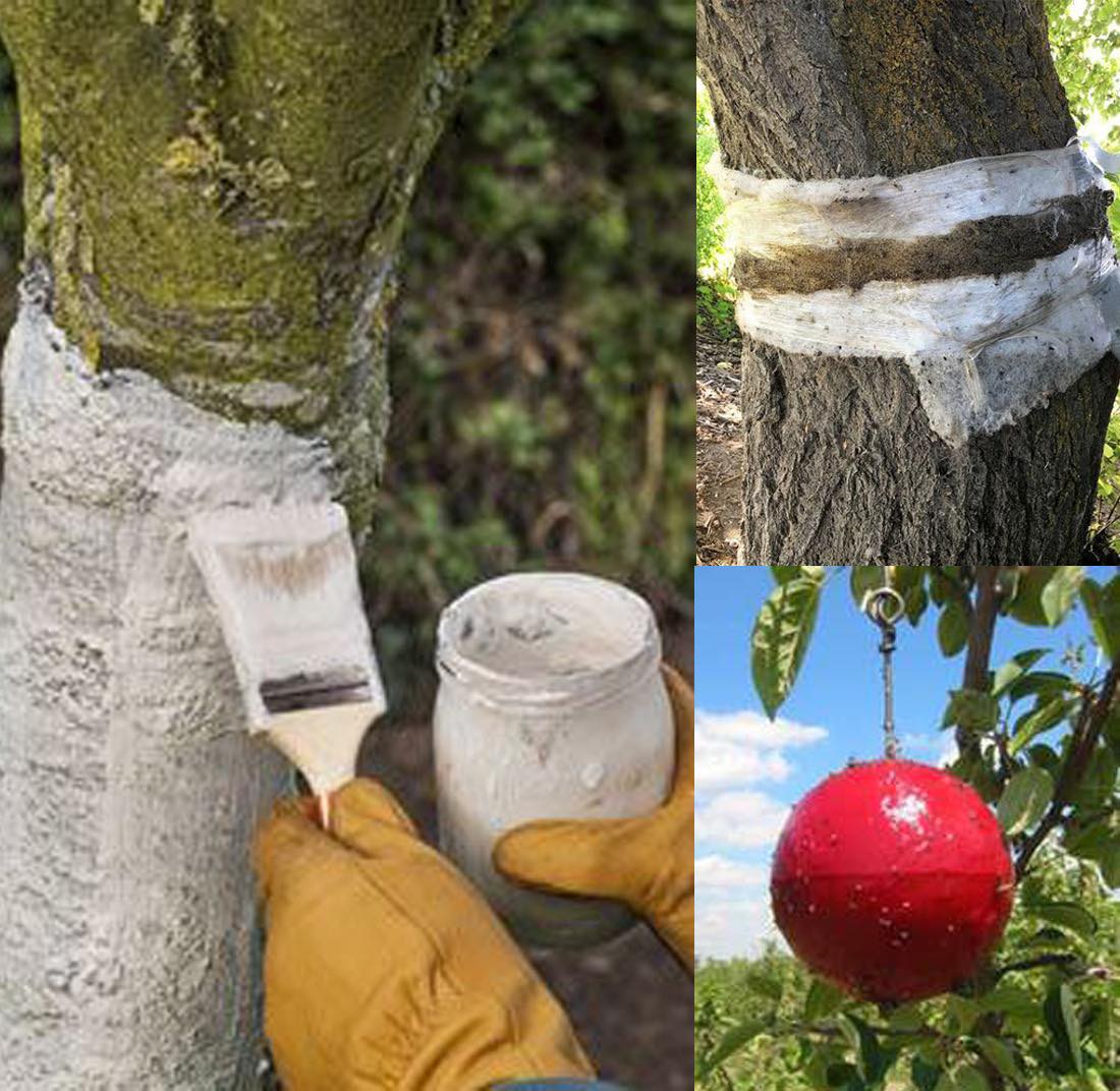 Effektive Strategien für schädlingsfreie Bio-Obstbäume