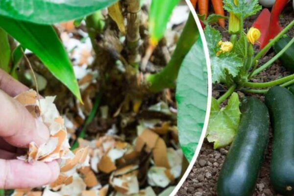 Eierschalen – pflanzen Sie sie jetzt auf die Pflanzen, so einen Garten haben Sie noch nie gehabt. Der Gärtner empfiehlt es!