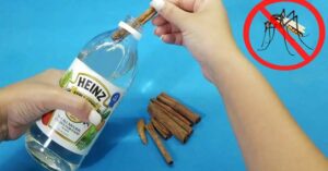 Ein Abwehrmittel aus weißem Essig und Zimt, um Mücken von Ihrem Zuhause fernzuhalten