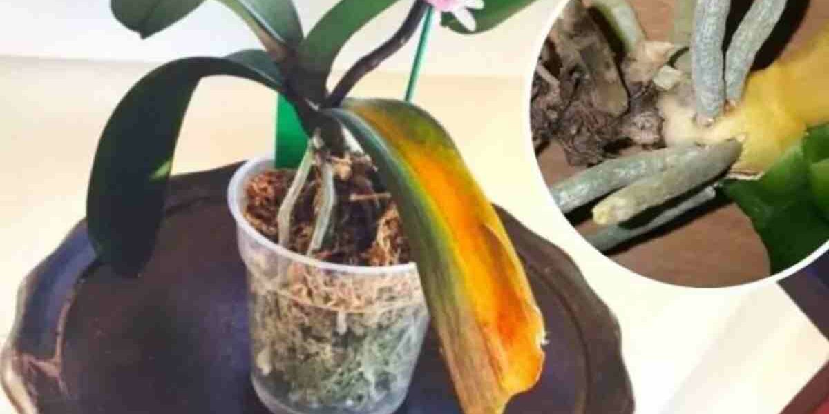 Ein Gärtner verriet mir einen Weg, wie ich eine vom Aussterben bedrohte Orchidee retten konnte.