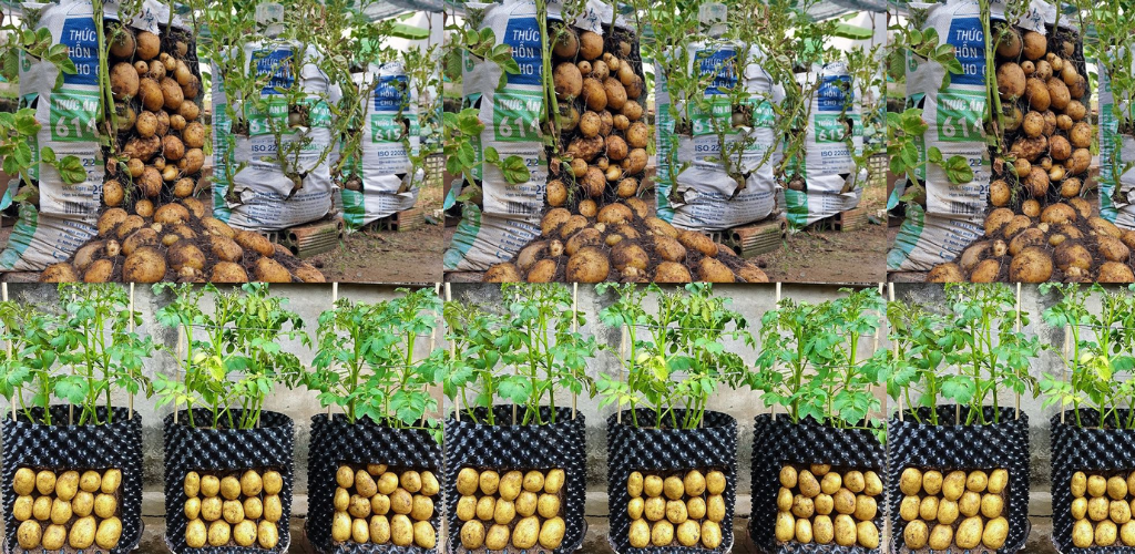 Ein Leitfaden für den heimischen Kartoffelanbau in Behältern