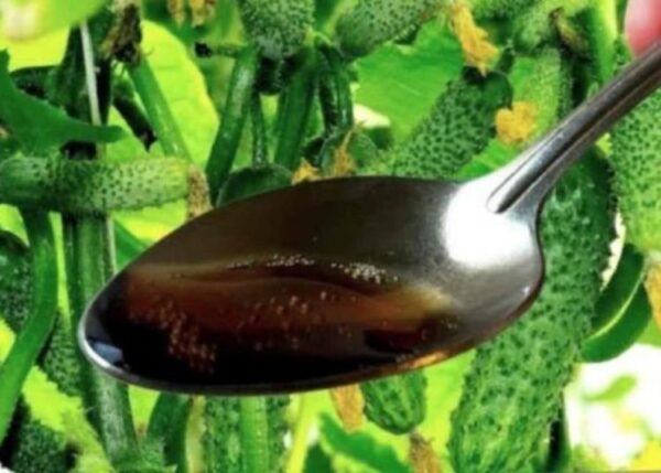 Ein Löffel dieser Zutat ergibt Früchte, die niemals gelb werden