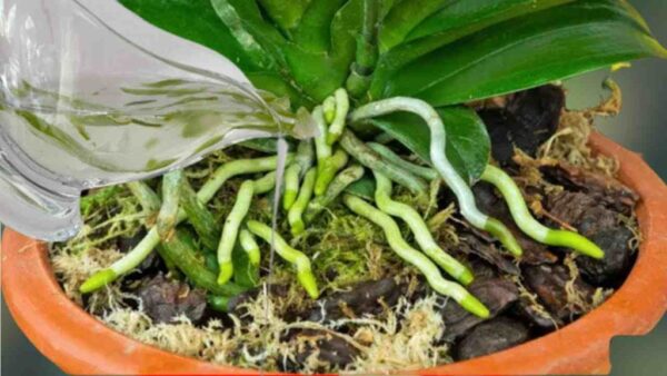 Ein Stoff, der Wurzeln und Blüten von Orchideen das ganze Jahr über zum Blühen bringt: sehr üppig