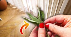 Ein Zweig Salbei reicht aus, um das ganze Haus zu duften, wenn es kalt ist: So geht’s