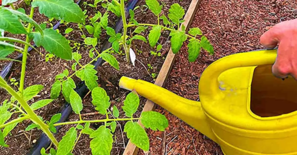 Ein natürlicher Dünger, der Tomaten zehnmal schneller wachsen lässt