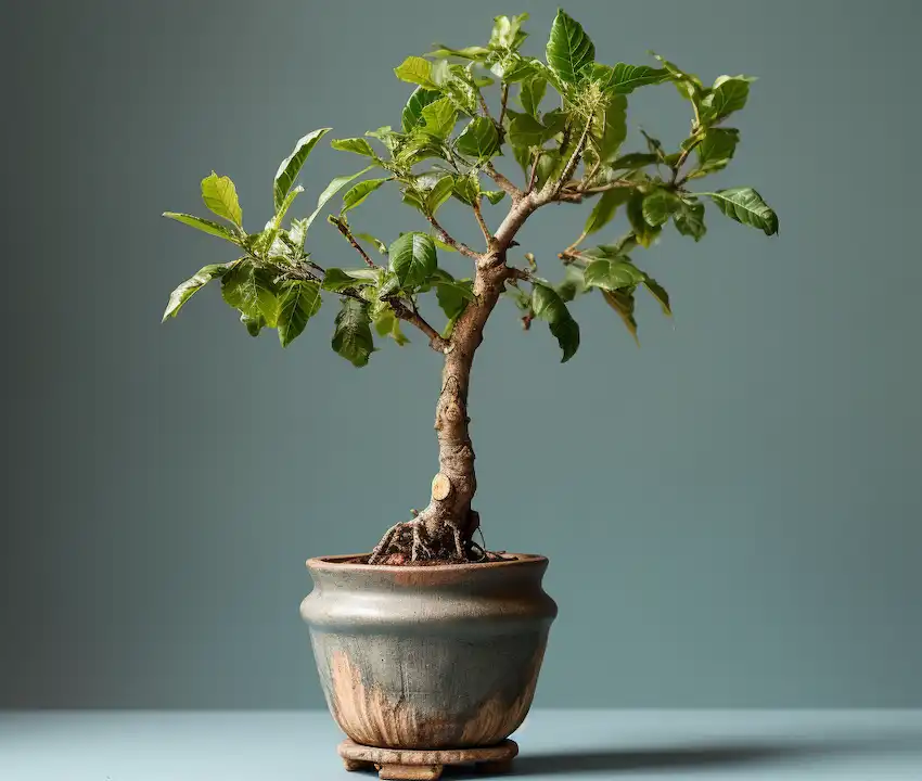 ein kleiner Walnussbaum in einem Topf