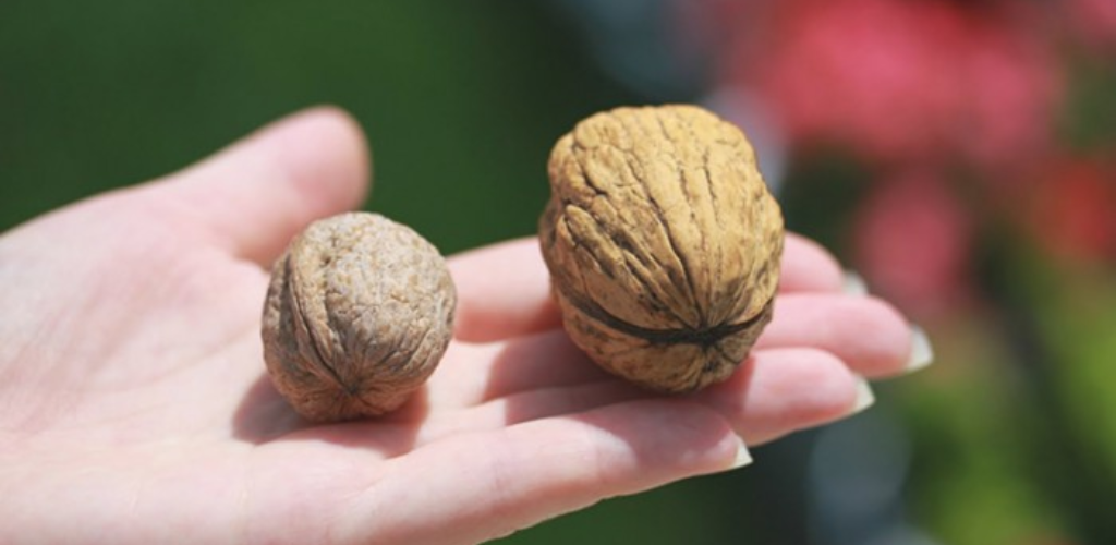 Eine Freundin hat immer zwei Walnüsse in ihrer Handtasche. Nachdem ich den Grund herausgefunden hatte, begann ich, dasselbe zu tun