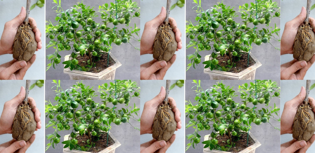 Eine einfache Methode, damit Ihre Zitronen das ganze Jahr über haltbar sind: Der einfache Weg, eine reiche Ernte anzubauen und zu genießen!