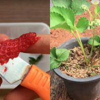 Eine einfache Methode, mit der Sie aus Erdbeersamen einen fruchtbaren Strauch machen können!
