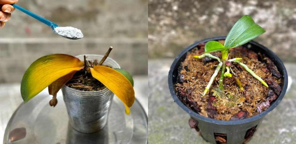 Eine faule und sterbende Orchidee, ein Löffel reicht aus, um sie in einem Moment wiederzubeleben