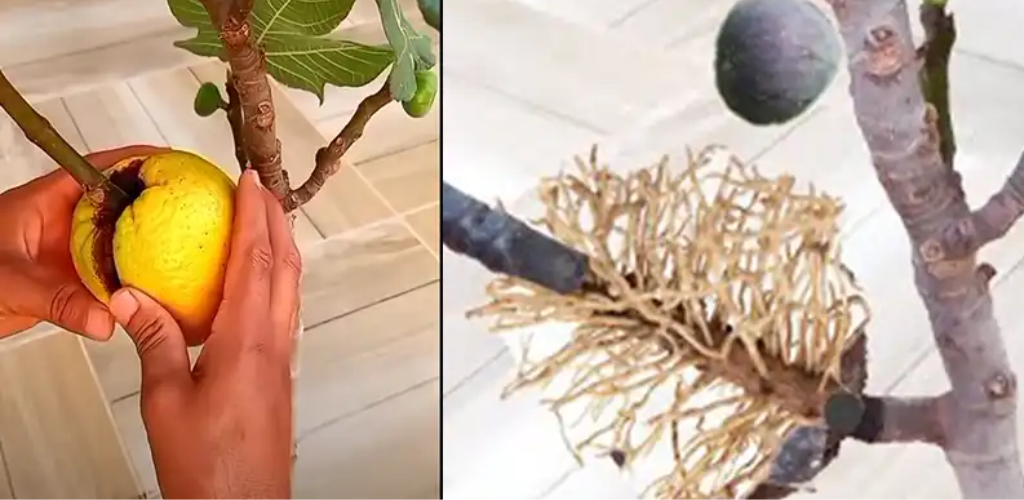 Eine süße Variante der Luftschichtung: Feigen mit Orangen vermehren