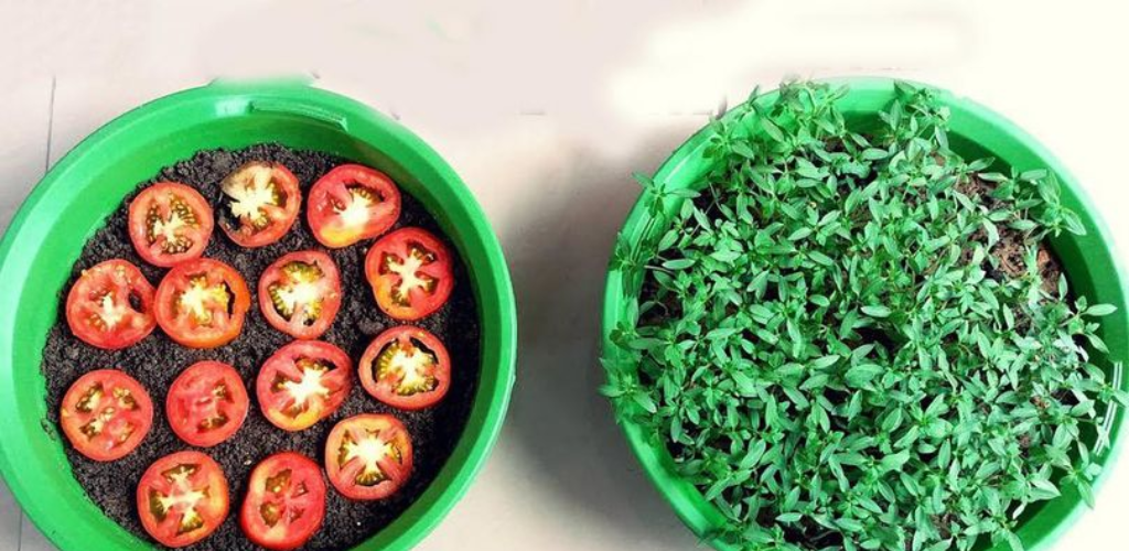 Eine umfassende Anleitung zum Anbau von Tomaten aus Samen