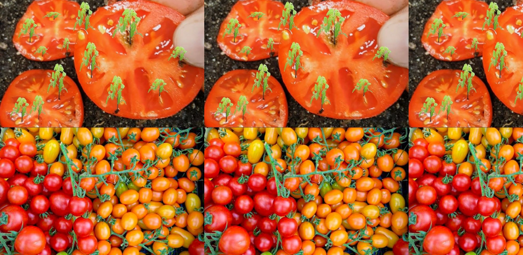 Eine umfassende Anleitung zum Anbau von Tomaten aus Samen